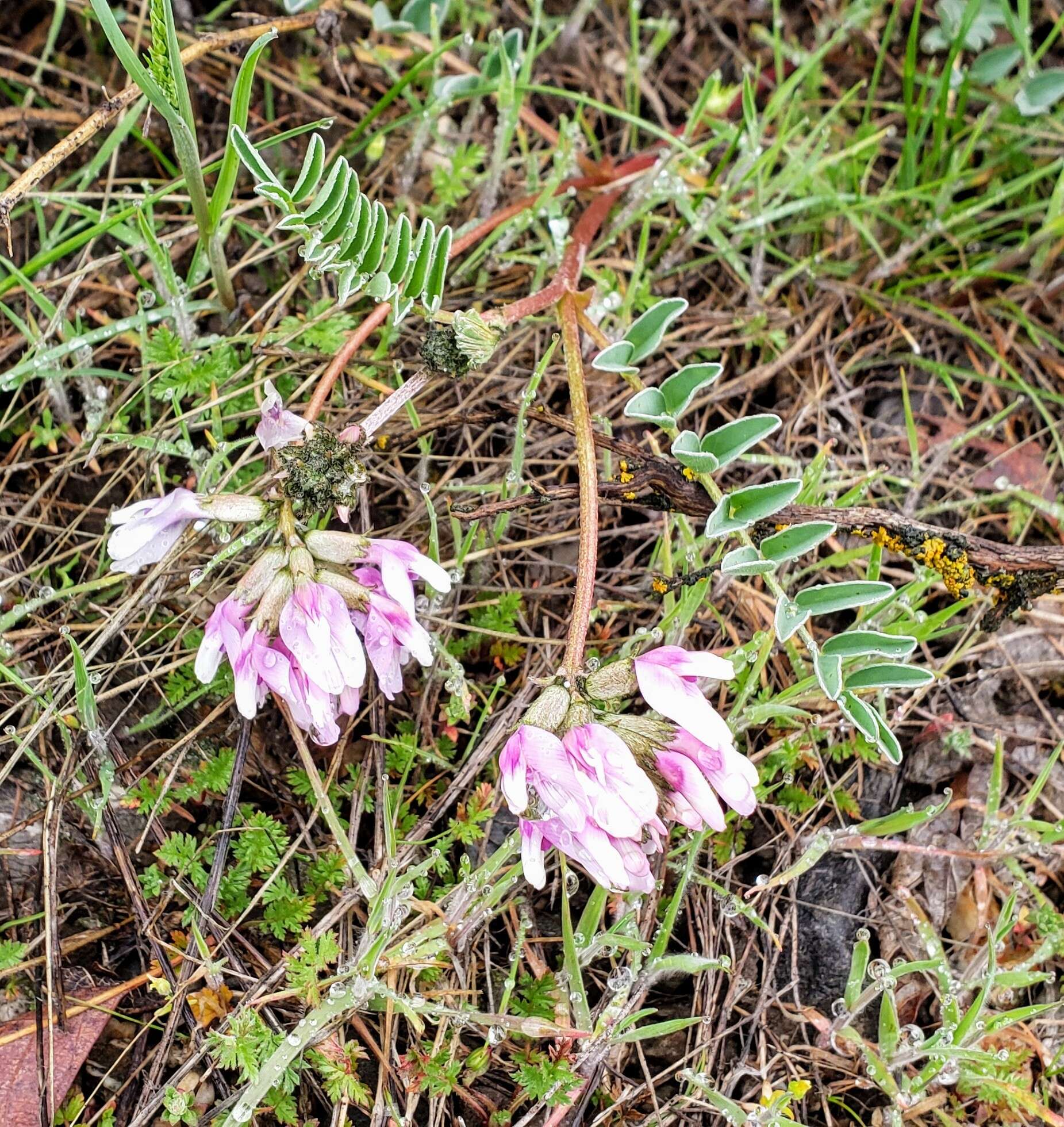 Слика од Astragalus cibarius Sheld.