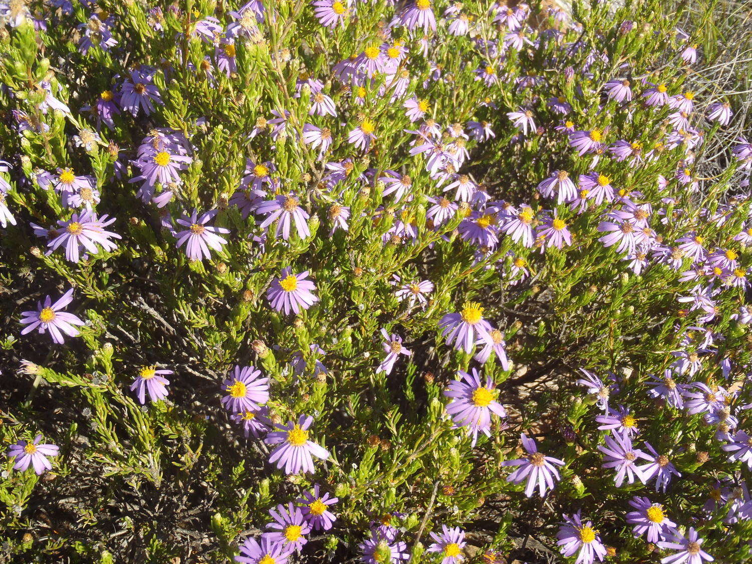 Image of Felicia filifolia subsp. filifolia