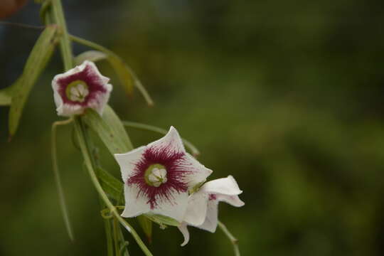 Image of Rosy Milkweed Vine