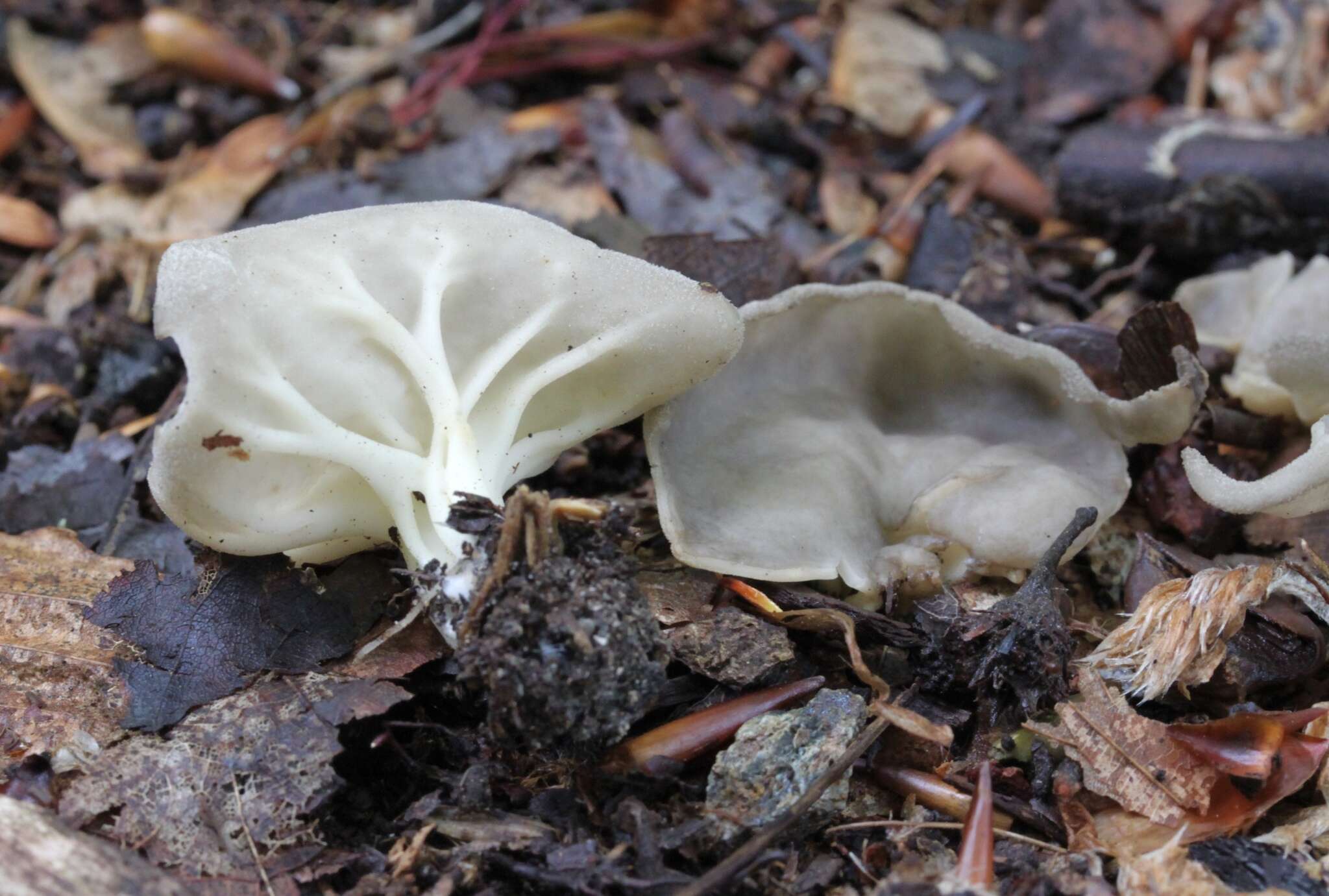 Plancia ëd Helvella costifera Nannf. 1953