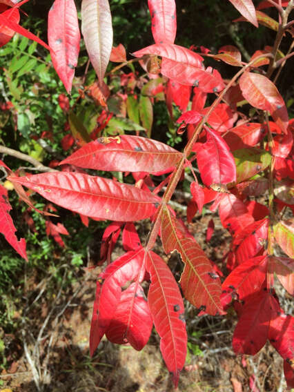 Rhus copallina L. resmi