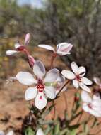 Image of Lapeirousia verecunda Goldblatt