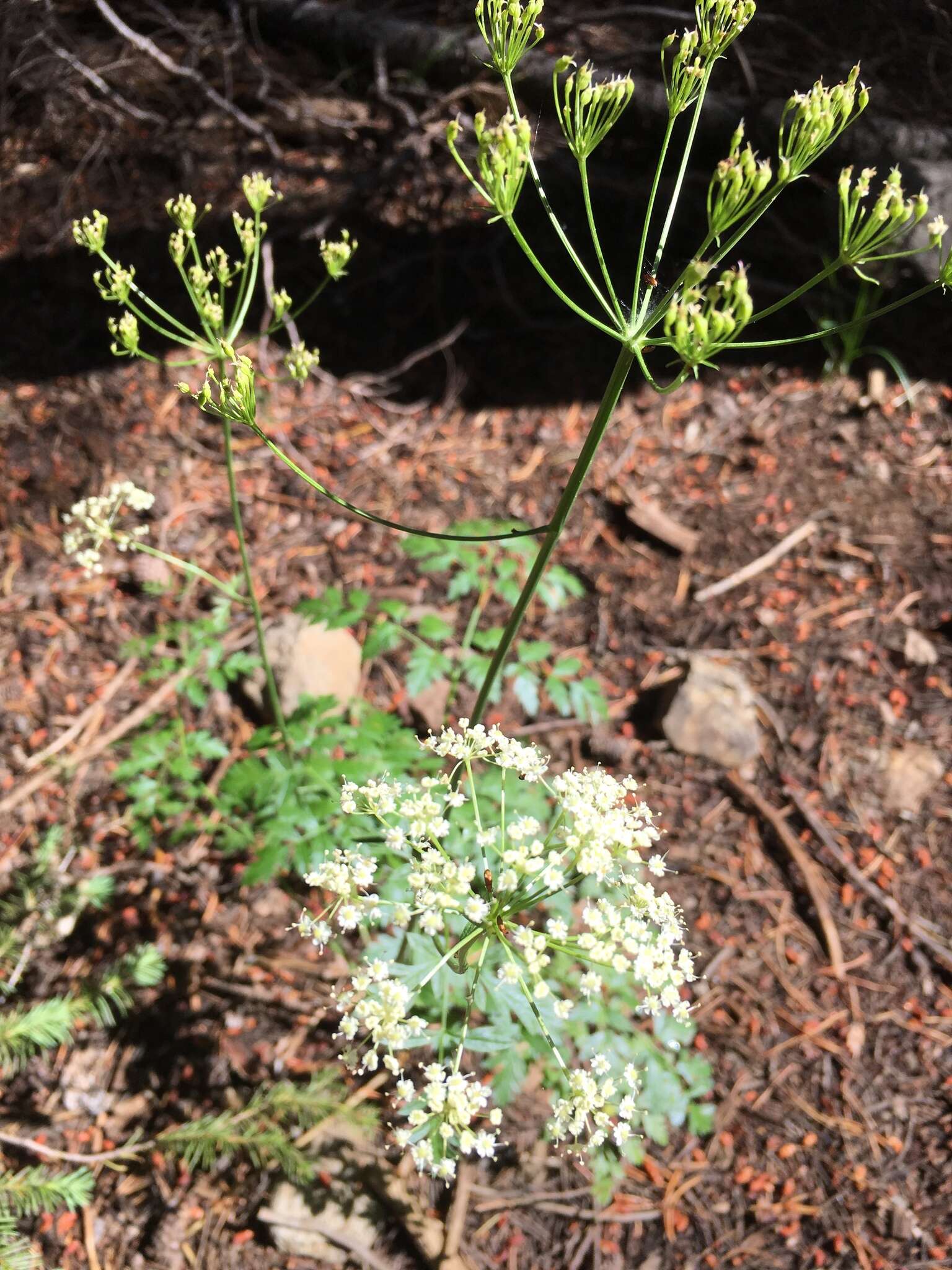 Image de Ligusticum grayi Coult. & N. E. Rose