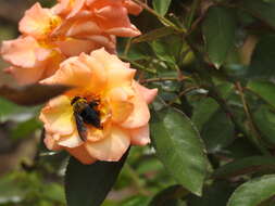 Imagem de Xylocopa appendiculata Smith 1852