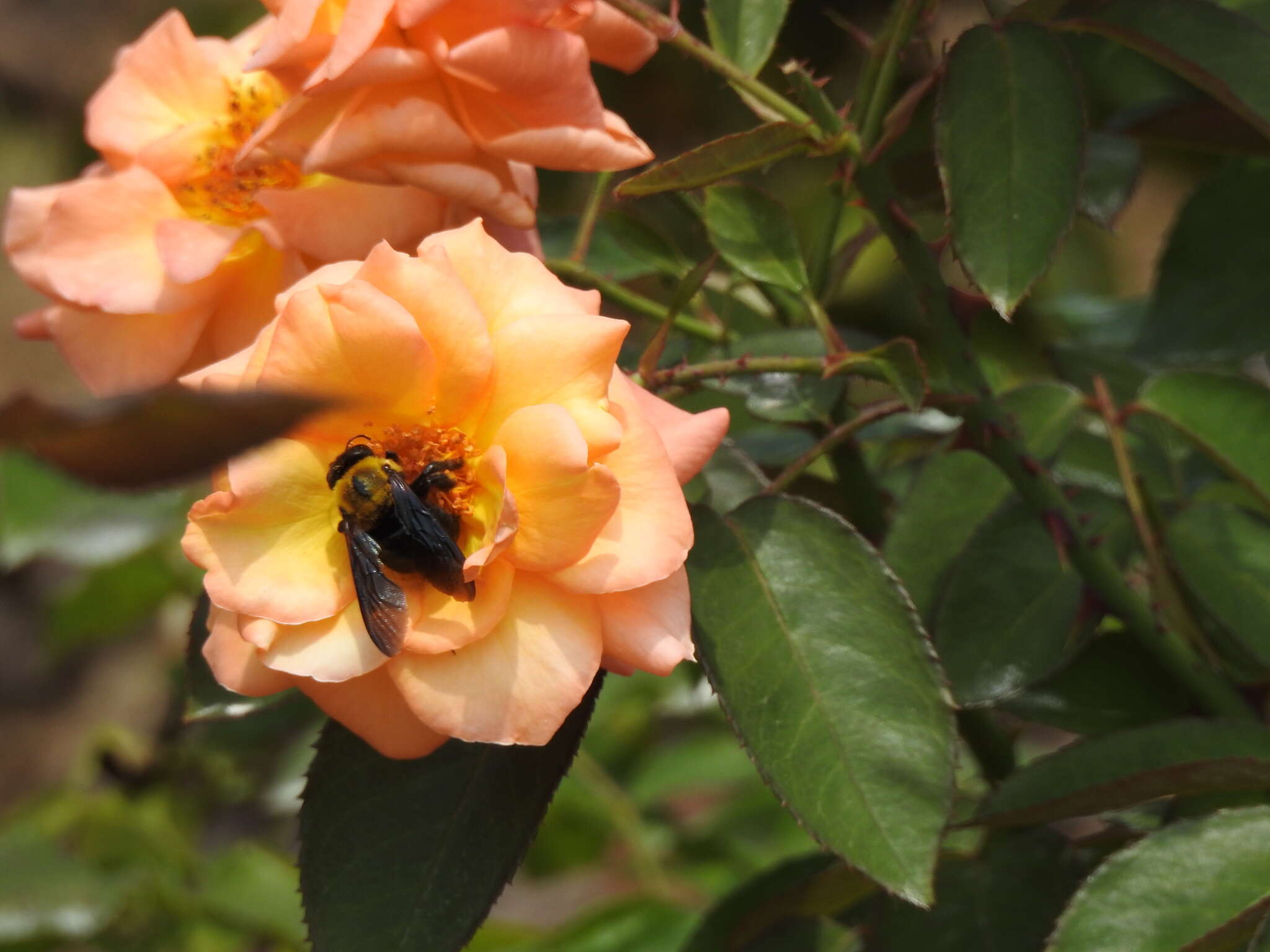 Imagem de Xylocopa appendiculata Smith 1852