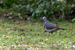 Image of Leucosarcia Gould 1843