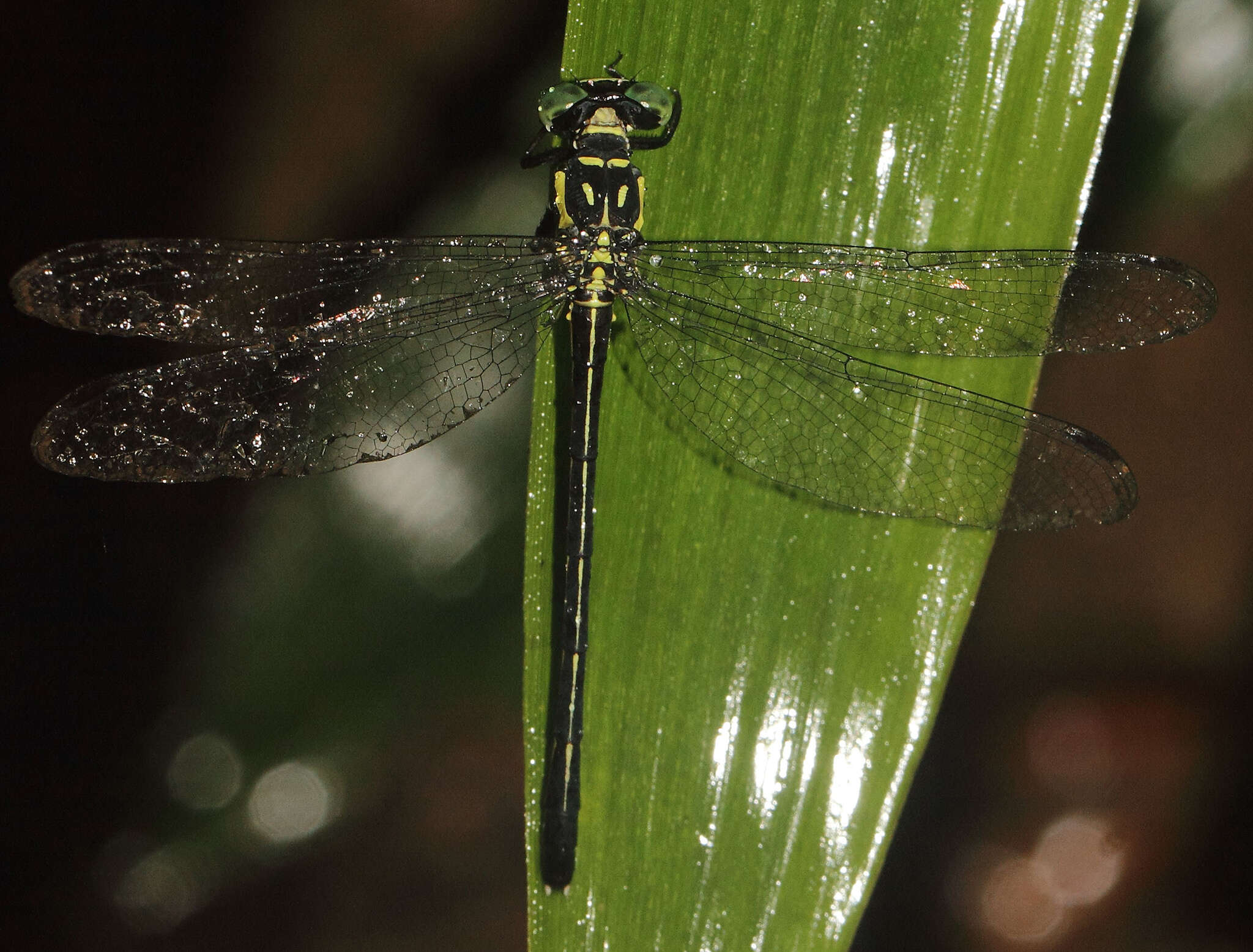 Image of Heliogomphus walli Fraser 1925