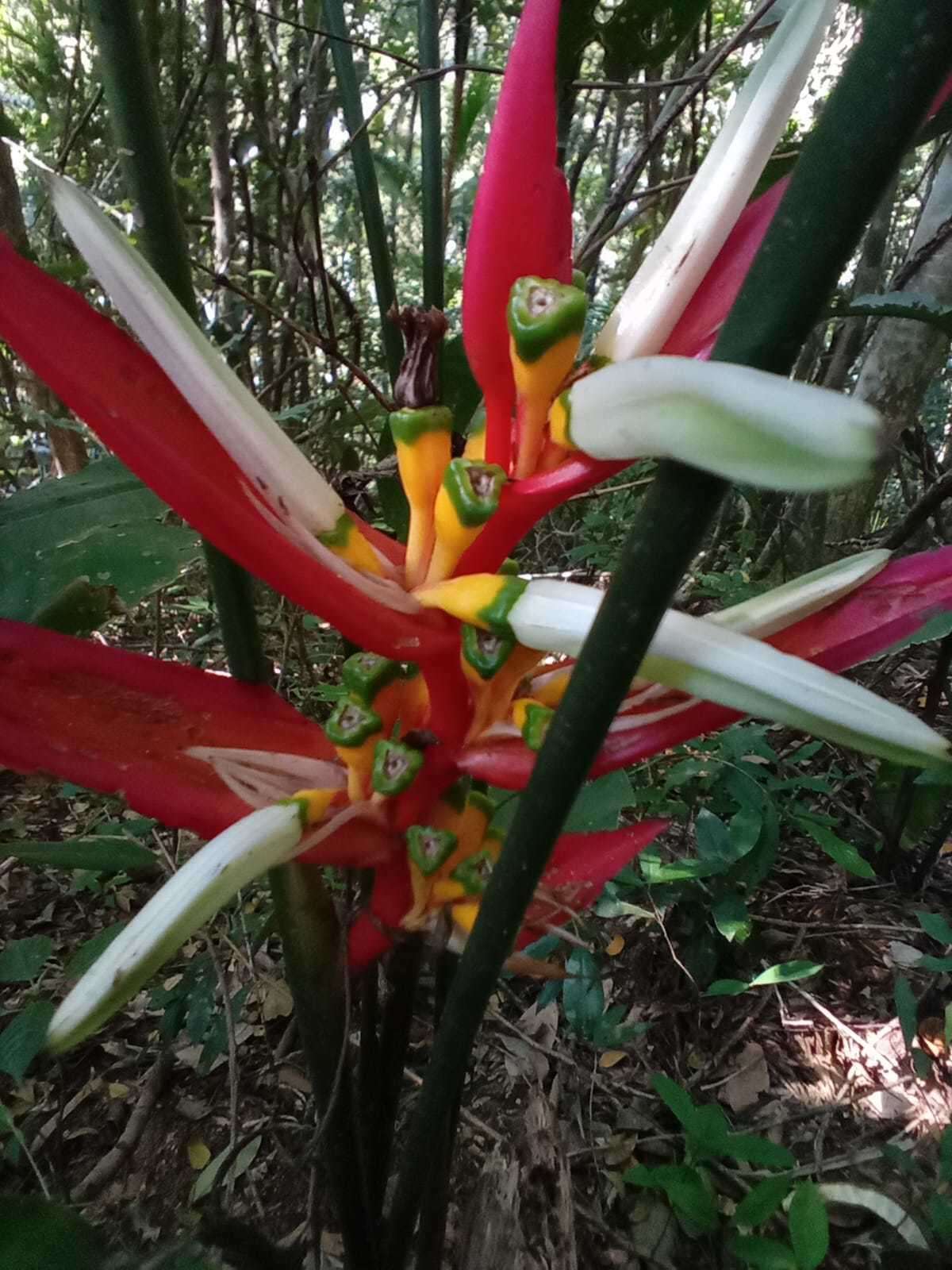 Image of Heliconia angusta Vell.