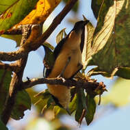 Image of Yellow-bellied Hyliota