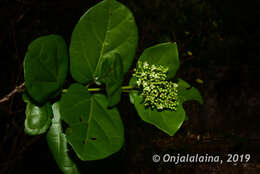 Image of Premna corymbosa Rottler