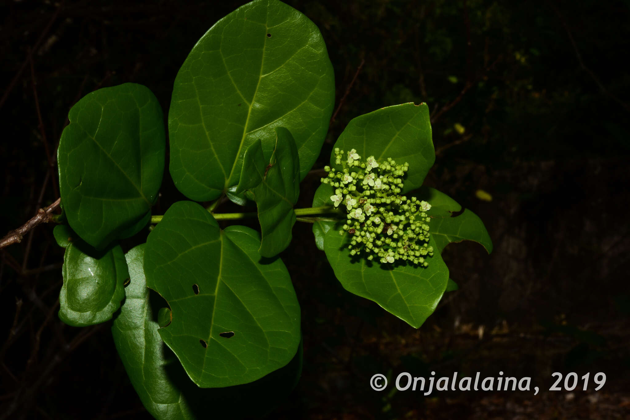 Image of Premna corymbosa Rottler