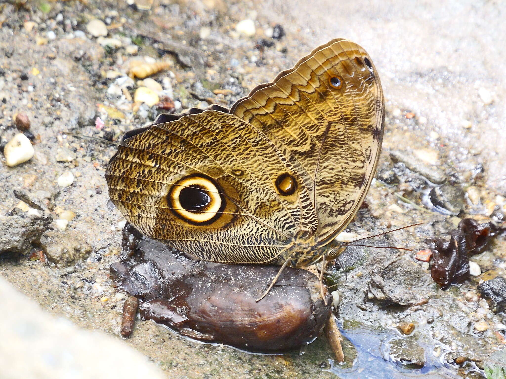 Imagem de Caligo brasiliensis minor Kaye 1904