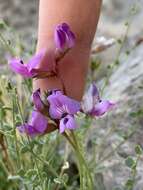 Image of Ackerman's milkvetch