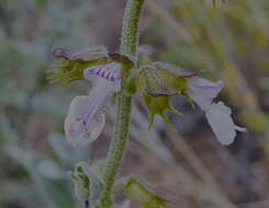 Image of Syncolostemon elliottii (Baker) D. F. Otieno