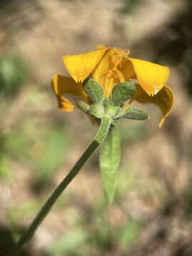 Image of Sclerocarpus divaricatus (Benth.) Benth. & Hook. fil. ex Hemsl.