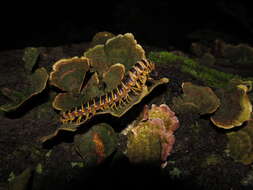 Image of <i>Arthrophaga myriapodina</i>