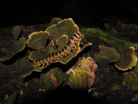 Image of <i>Arthrophaga myriapodina</i>