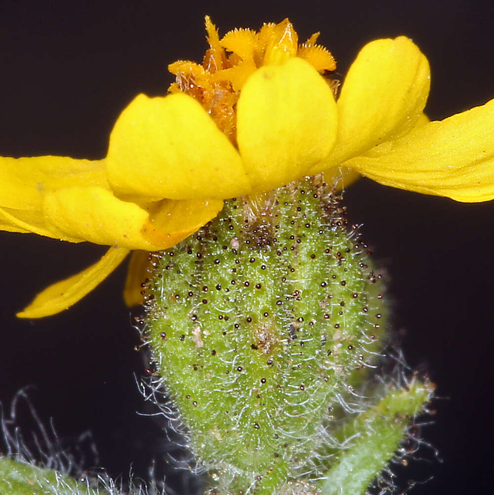 Image of tarweed