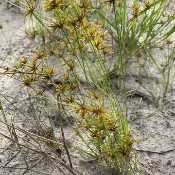 Image of Foothill Flat Sedge