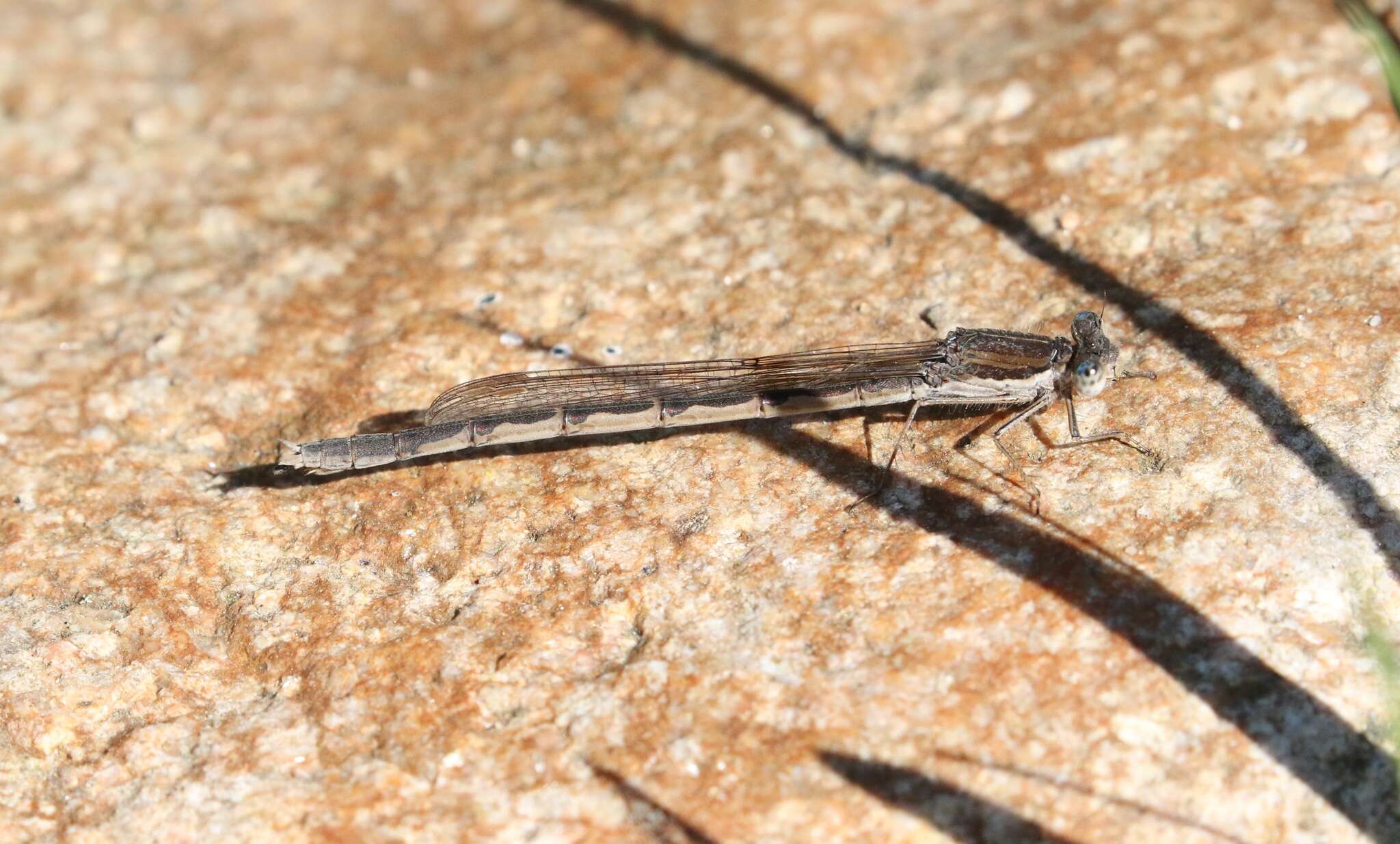 Image of Common Winter Damsel