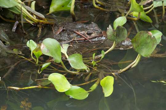 Image of Brown Spectacled Caiman