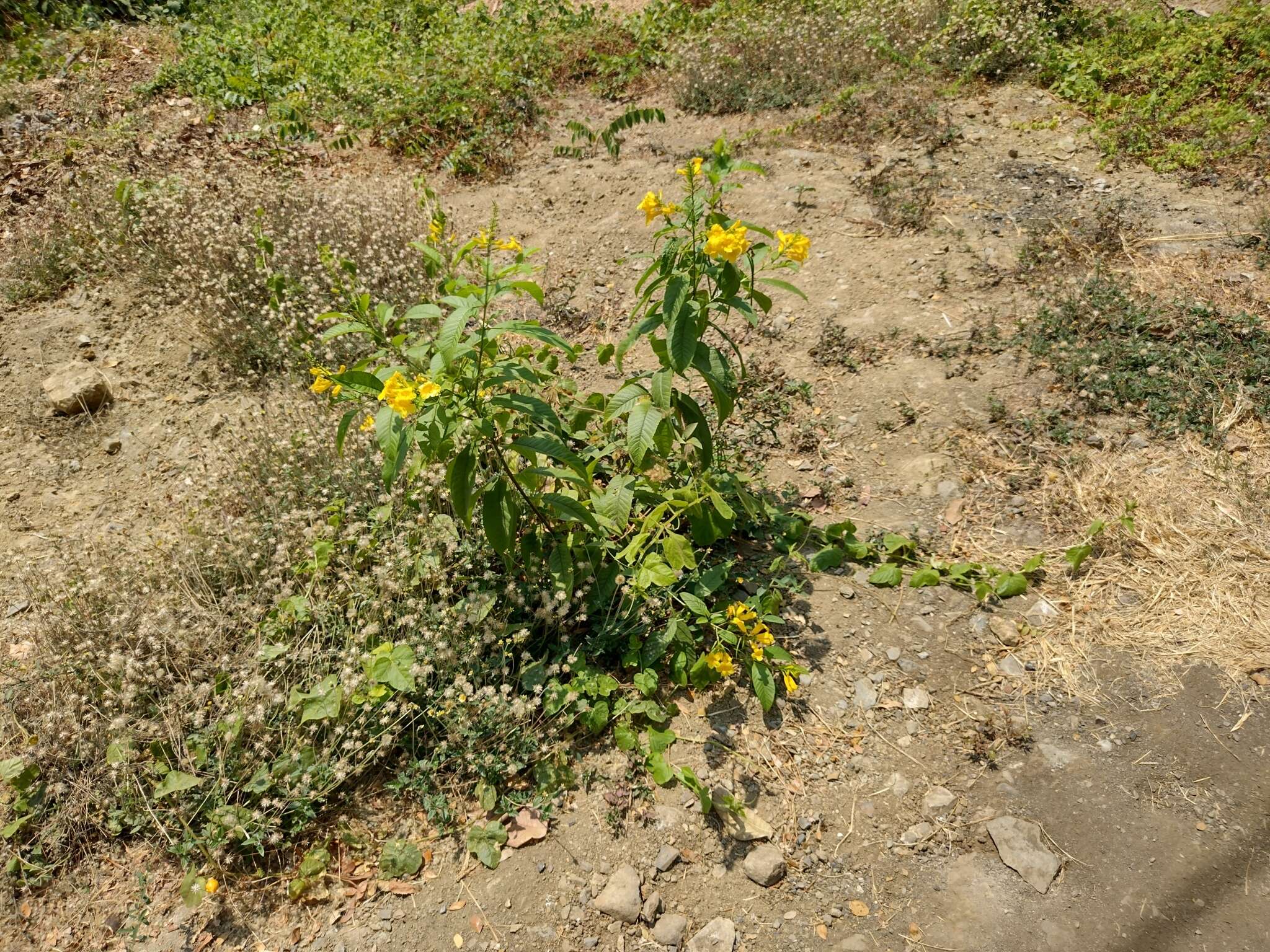 Image of chestnutleaf trumpetbush