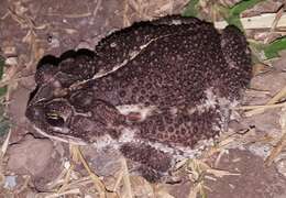 Image of Southern Round-gland Toad