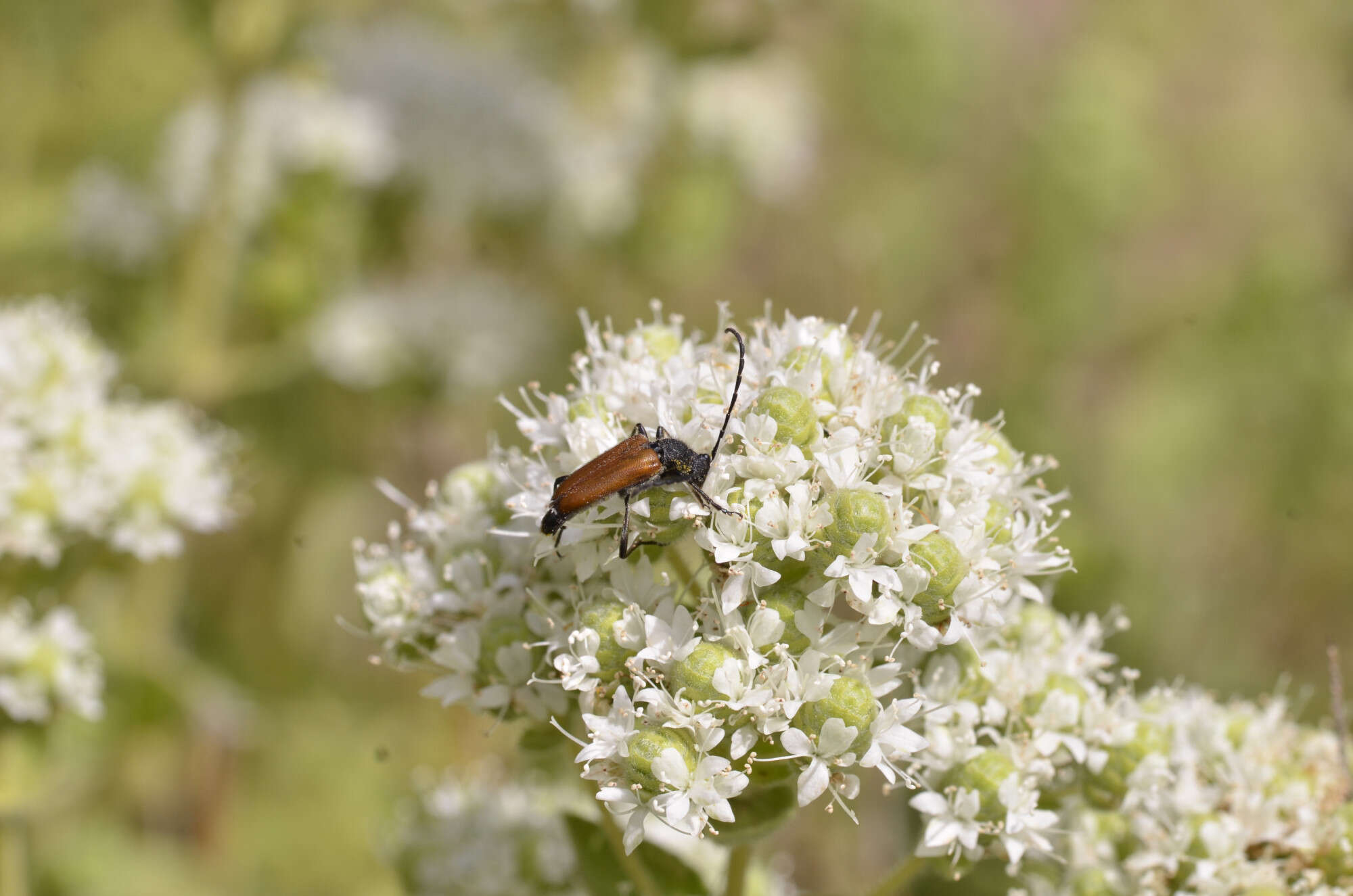 Image of Paracorymbia picticornis