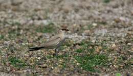 Image of Little Pratincole