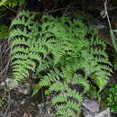 Слика од Athyrium atkinsonii Bedd.