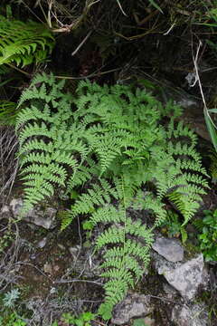 Слика од Athyrium atkinsonii Bedd.