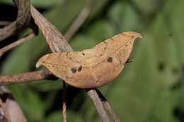 Image of Oxydia platypterata Guenée 1858