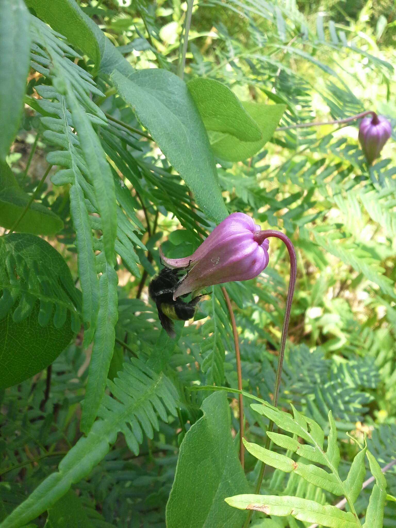 Imagem de Clematis reticulata Walt.