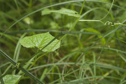 Sivun Schizopepon bryoniifolius Maxim. kuva