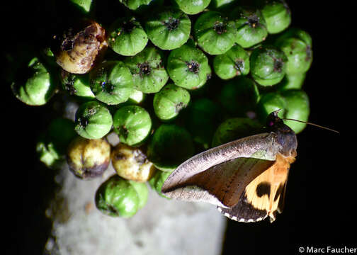 Image of Eudocima dividens Walker 1857