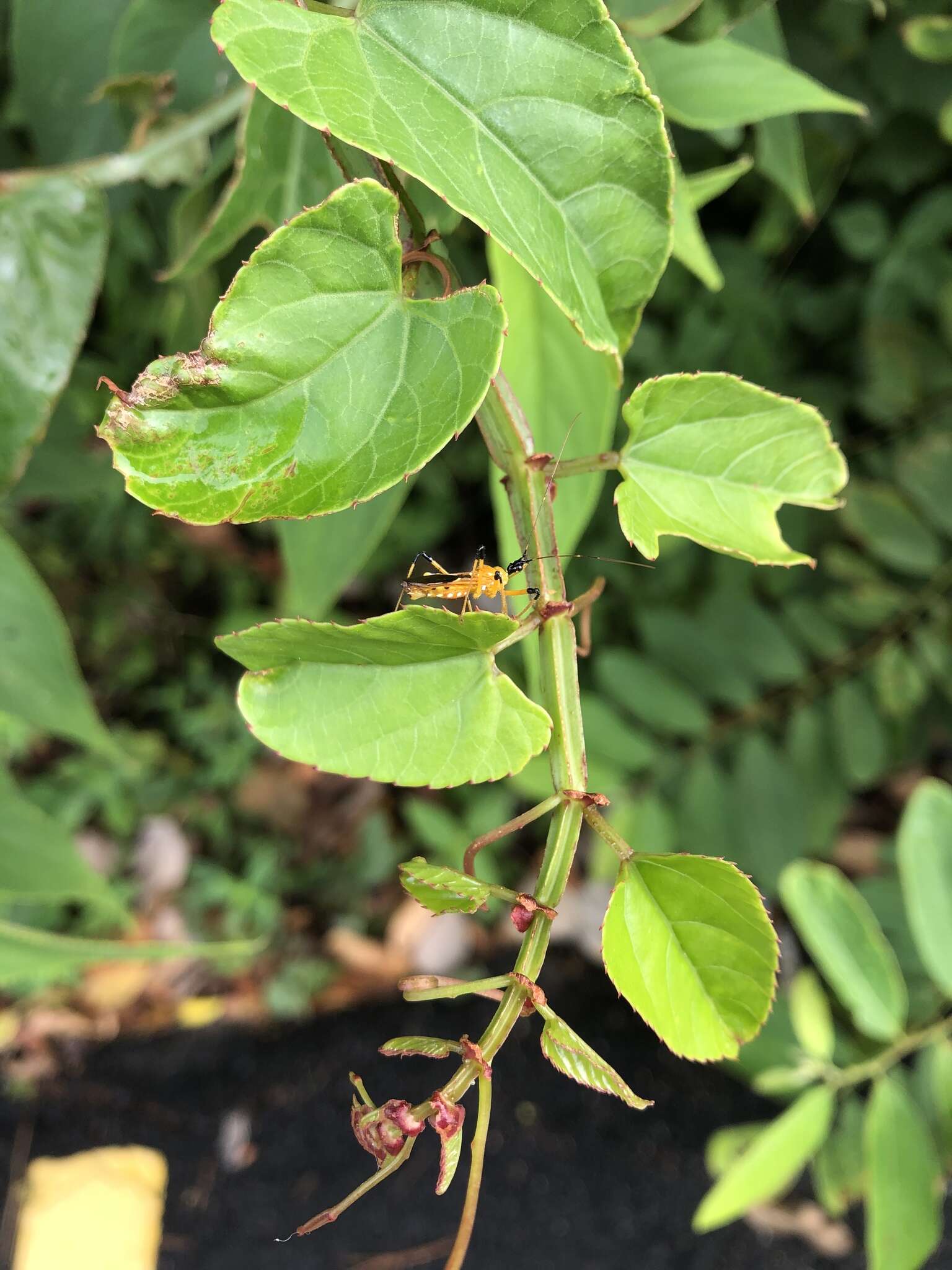 Image de Cissus hastata (Miq.) Planch.