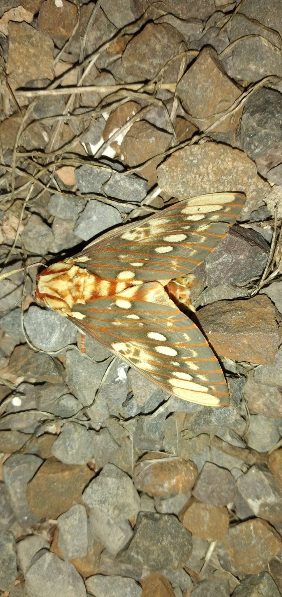 Image of Citheronia brissotii (Boisduval 1868)