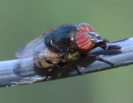 Stomorhina discolor (Fabricius 1794) resmi