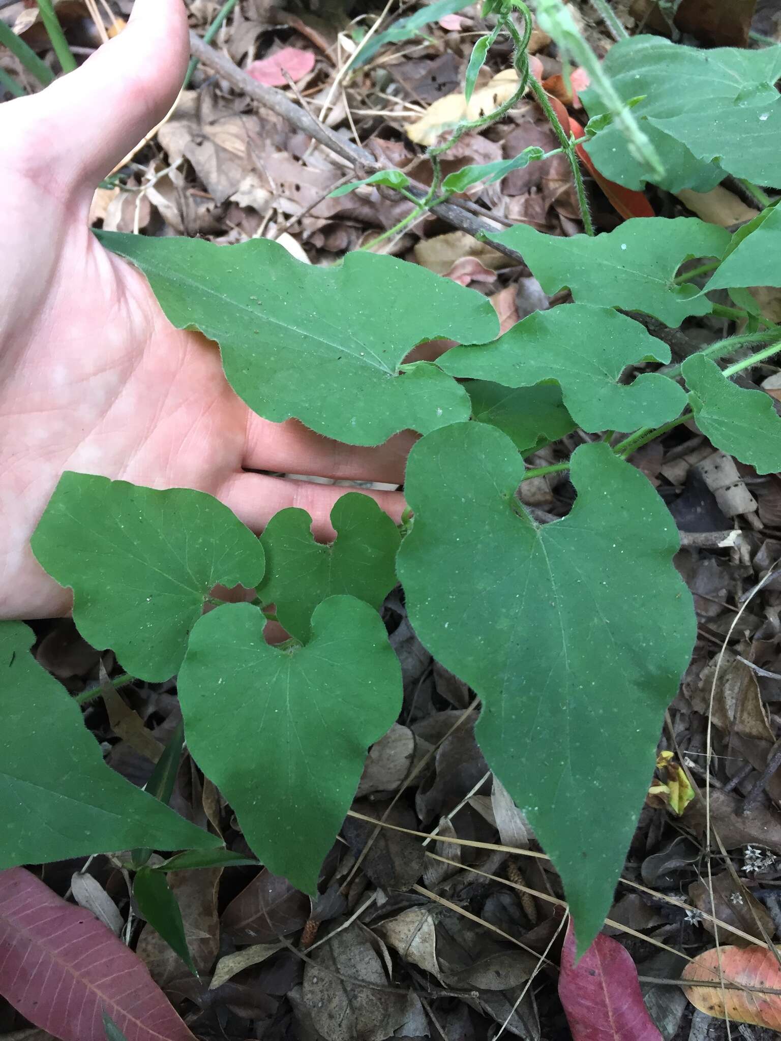 Image de Riocreuxia torulosa (E. Mey.) Decne.