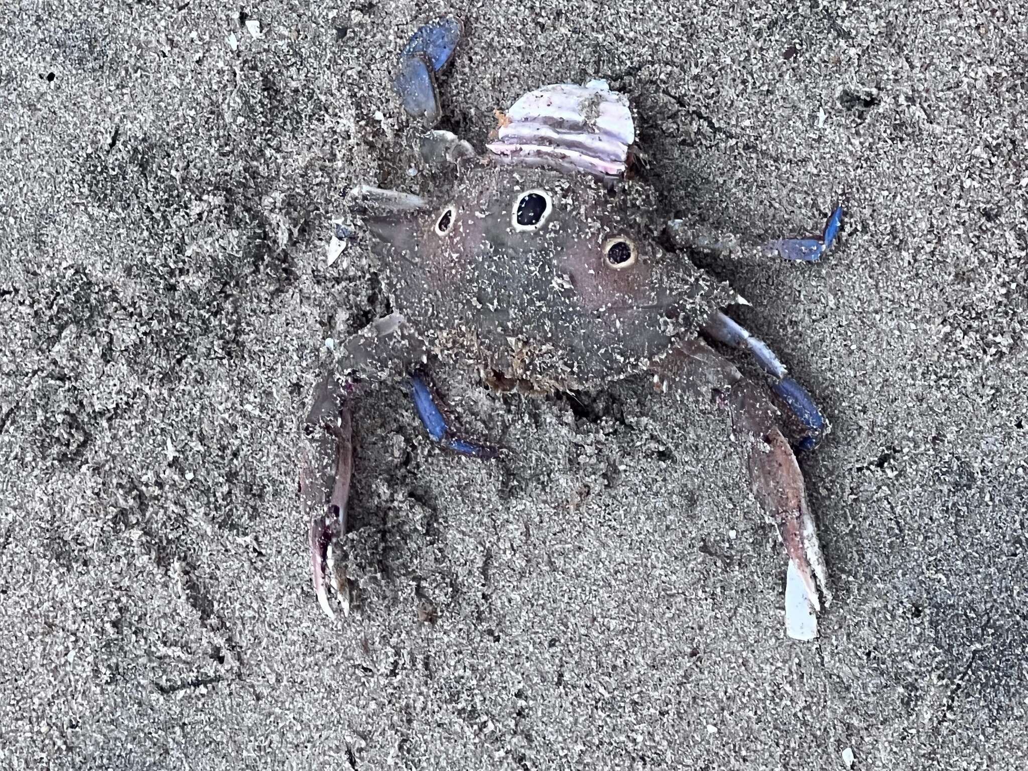 Image of blood-spotted swimming crab