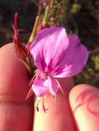 Image of Pelargonium multicaule subsp. multicaule