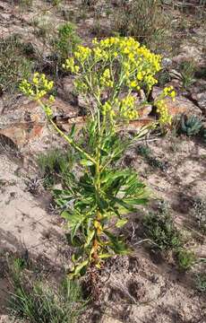 Image of Othonna parviflora L.