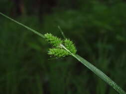 Image of fuzzy wuzzy sedge