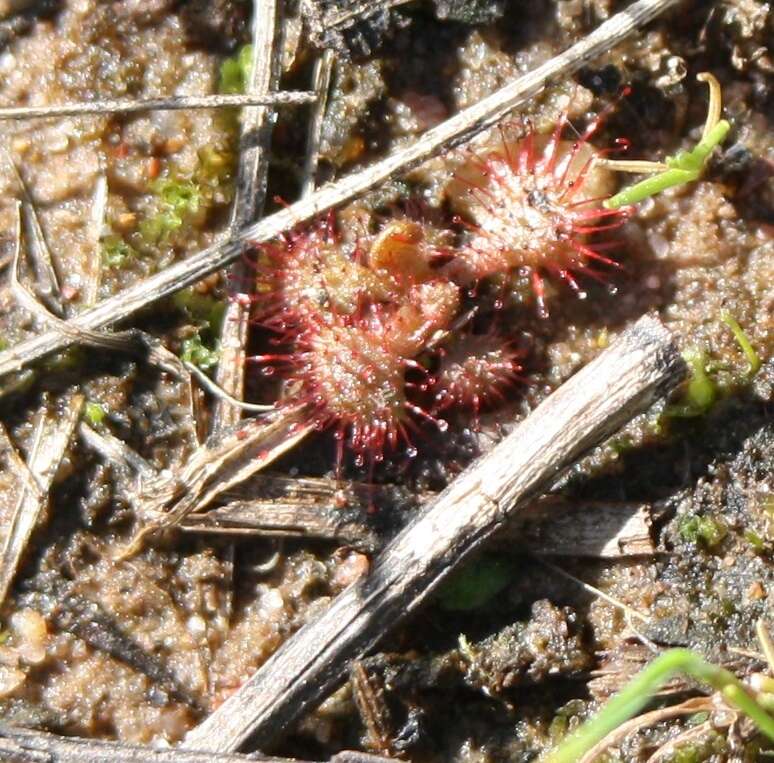 Image of dwarf sundew