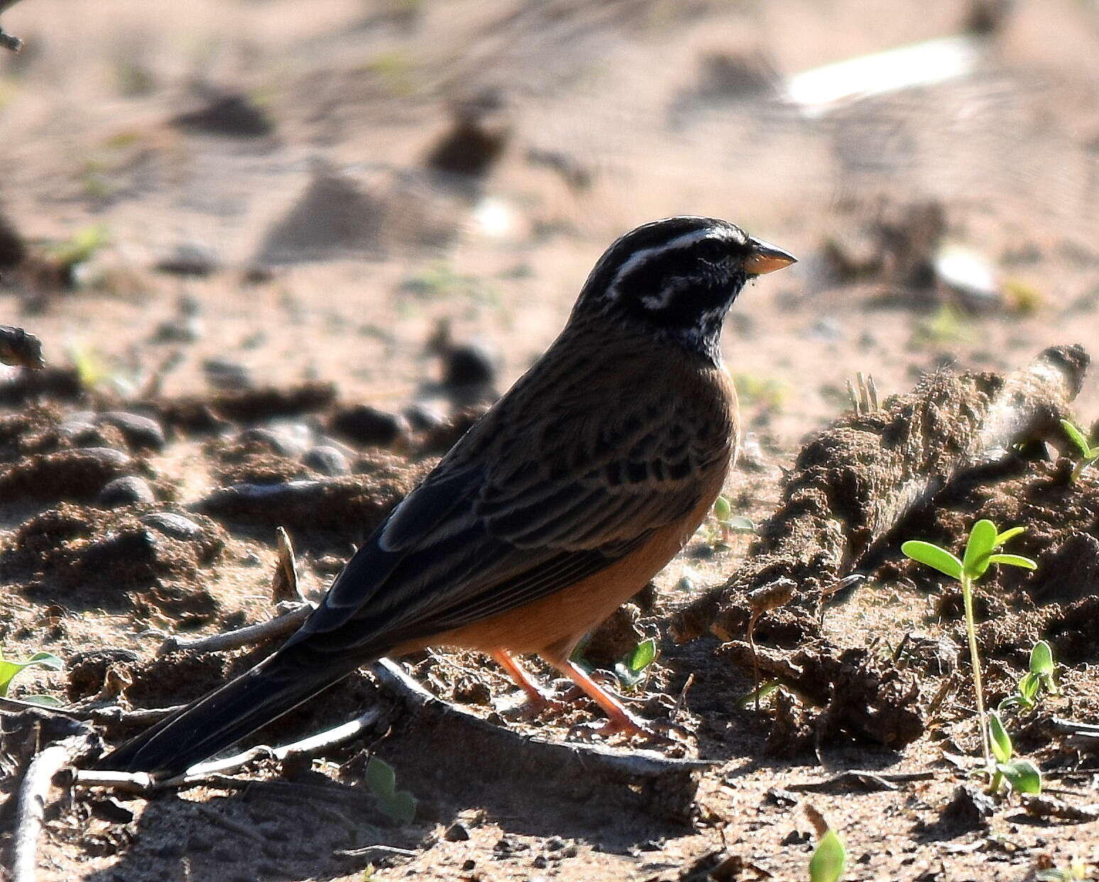 Image of Emberiza tahapisi tahapisi Smith & A 1836