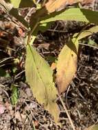 صورة Solidago curtisii var. flaccidifolia (Small) R. E. Cook & Semple