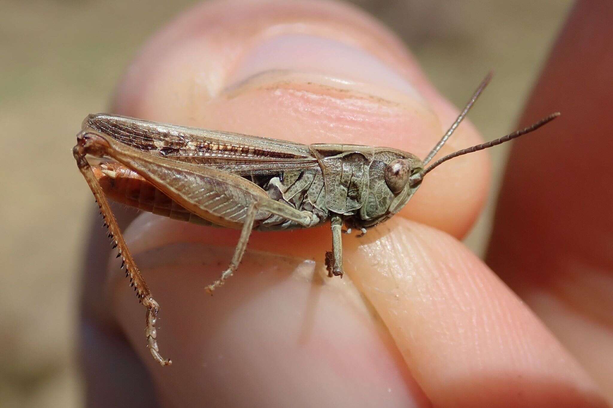 Image de Omocestus (Omocestus) haemorrhoidalis subsp. haemorrhoidalis (Charpentier 1825)