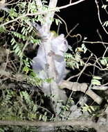 Image of Milne Edwards’s sportive lemur