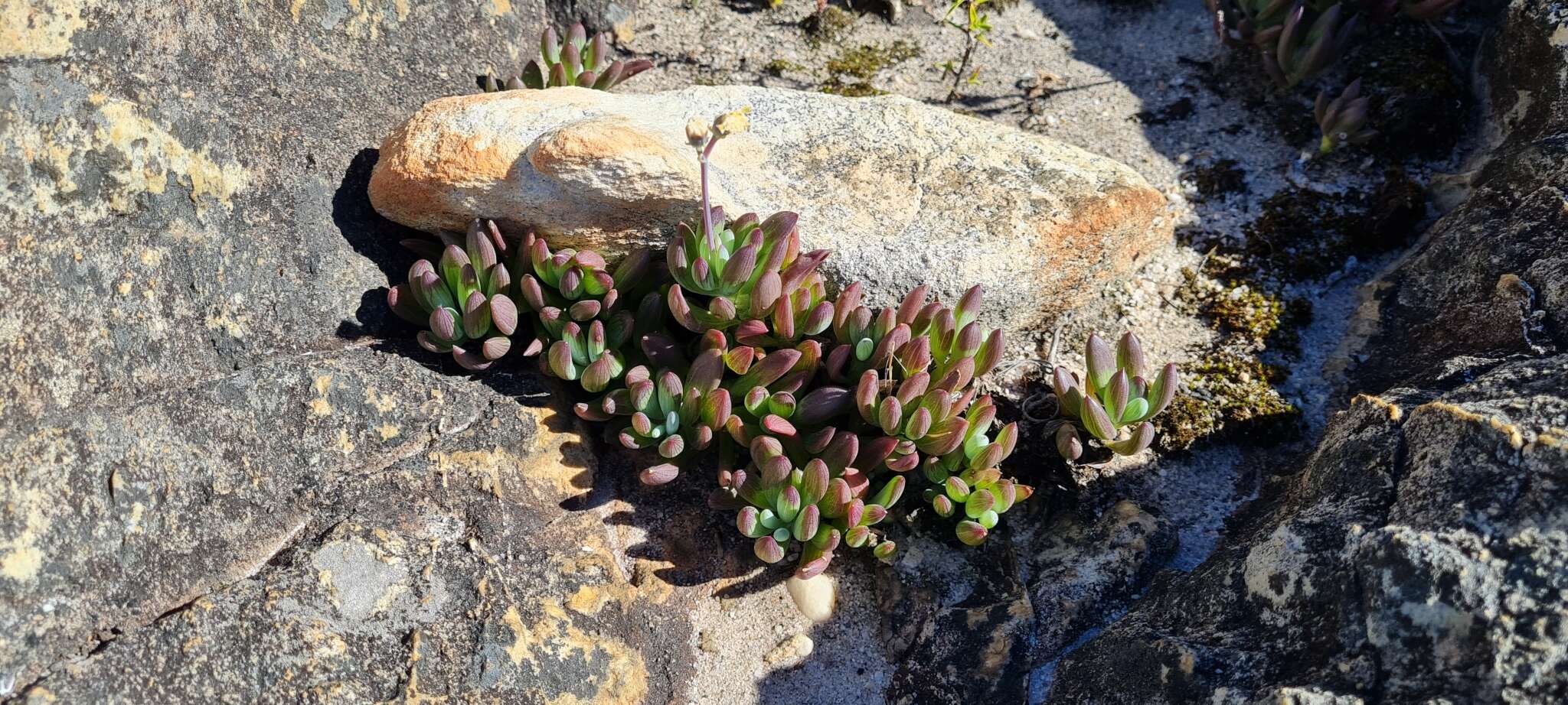 Plancia ëd Curio crassulifolius (DC.) P. V. Heath