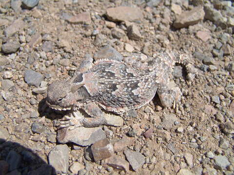 Image of Desert Horned Lizard